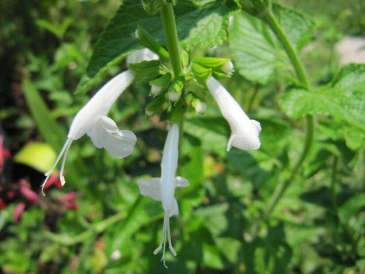 10 Salvia coccinea alba Seeds, White Salvia Seeds, Hummingbird Sage  Seeds - Seedsforgarden (1999-2024 ) .We Ship Seeds & Live Plants Worldwide 