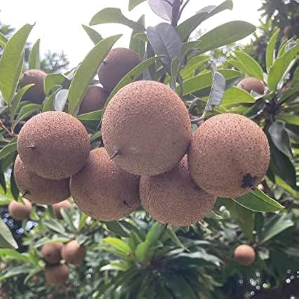 10 Manilkara zapota 'Kalipatti Plants, Sapodilla Plants, Naseberry Plants