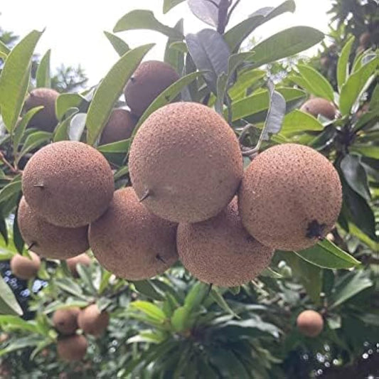 10 Manilkara zapota 'Kalipatti Plants, Sapodilla Plants, Naseberry Plants