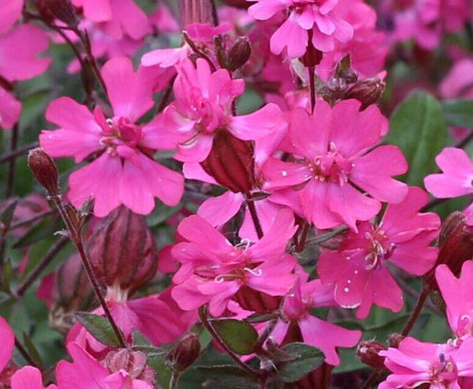 10 Silene pendula Seeds, Nodding catchfly Seeds, Drooping catchfly Seeds - Seedsforgarden (1999-2024 ) .We Ship Seeds & Live Plants Worldwide 