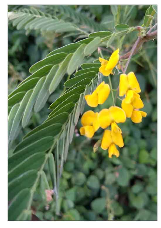 1 KG Sesban Fodder Shrub Seeds (Sesbania sesban) – Worldwide Shipping,  Protein-Rich Livestock Forage |
