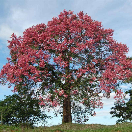 5 Chorisia speciosa Plants , Ceiba speciosa ,  Silk Floss Tree - Seedsforgarden (1999-2024 ) .We Ship Seeds & Live Plants Worldwide 