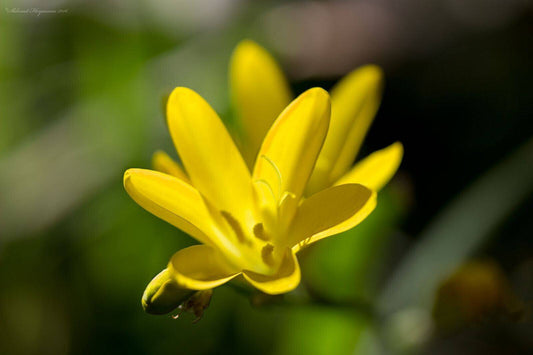 10 Sparaxis grandiflora subsp. grandiflora  Seeds, Sparaxis grandiflora  Seeds - Seedsforgarden (1999-2024 ) .We Ship Seeds & Live Plants Worldwide 