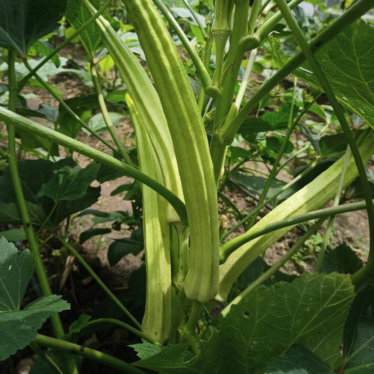 25 Elephant tusk okra Seeds, Aanaikomban seeds, Exotic Okra Seeds, Non-gmo okra - Seedsforgarden (1999-2024 ) .We Ship Seeds & Live Plants Worldwide 