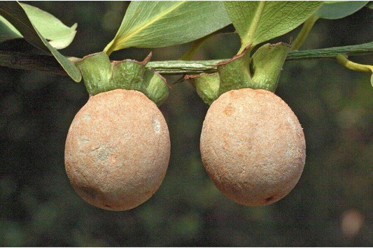 20 Diospyros peregrina Seeds, Indian persimmon Seeds, Panancca Seeds - Seedsforgarden (1999-2024 ) .We Ship Seeds & Live Plants Worldwide 