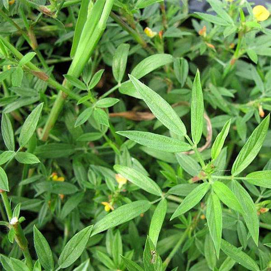 1 kg Stylosanthes hamata Seeds – High-Protein Forage ,  International Shipping