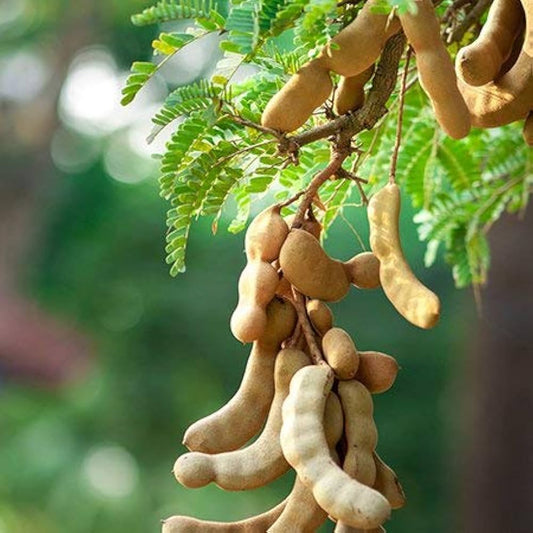 5 Tamarind Fruit  Plants, Tamarindus indica Plants, With Phytosanitary certificate - Botanika