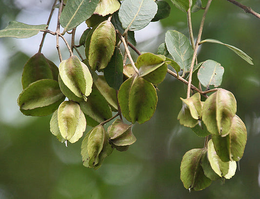 15 Terminalia arjuna Seeds, Arjun tree  Seeds ,