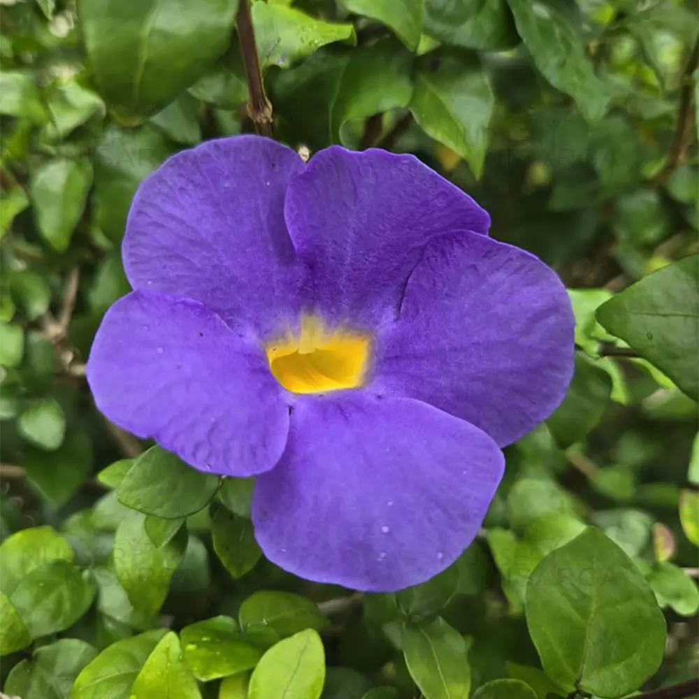 10 Thunbergia erecta Blue Plants,  King’s Mantle Plants,  Bush Clock Vine