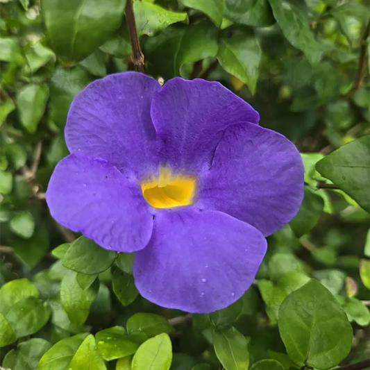 10 Thunbergia erecta Blue Plants,  King’s Mantle Plants,  Bush Clock Vine