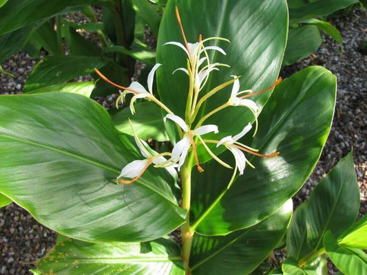 20  Hedychium spicatum Seeds , Spiked Ginger Lily, Himalayan Lipstick Seeds - Seedsforgarden (1999-2024 ) .We Ship Seeds & Live Plants Worldwide 