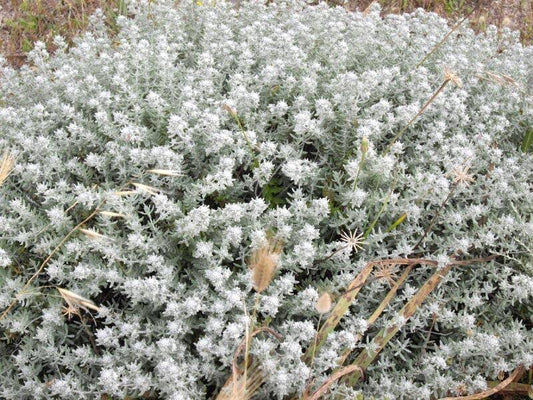 10 Teucrium polium Seeds,  Felty germander Seeds, Wild Collected Seeds - Seedsforgarden (1999-2024 ) .We Ship Seeds & Live Plants Worldwide 