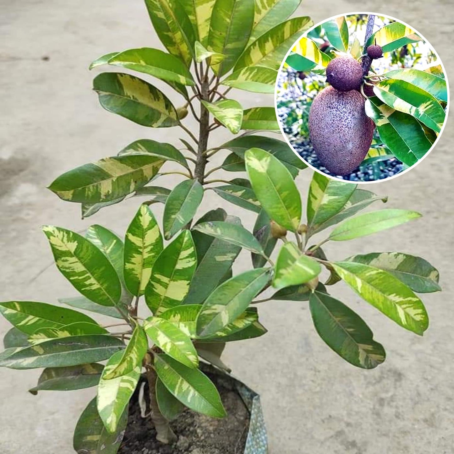10 Manilkara zapota Plants,  Variegated Chikoo Plant With Phytosanitary certificate