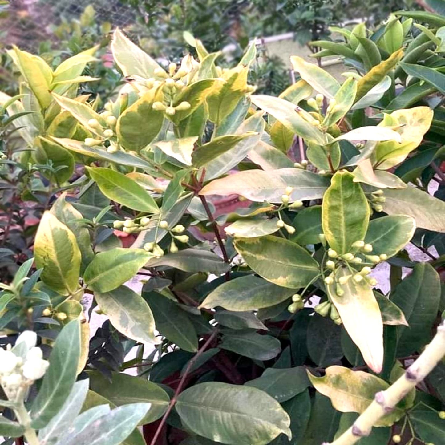 10 Syzygium samarangense Plants, Variegated  Leaves Plant, Red Wax Apple