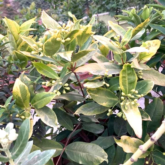 10 Syzygium samarangense Plants, Variegated  Leaves Plant, Red Wax Apple