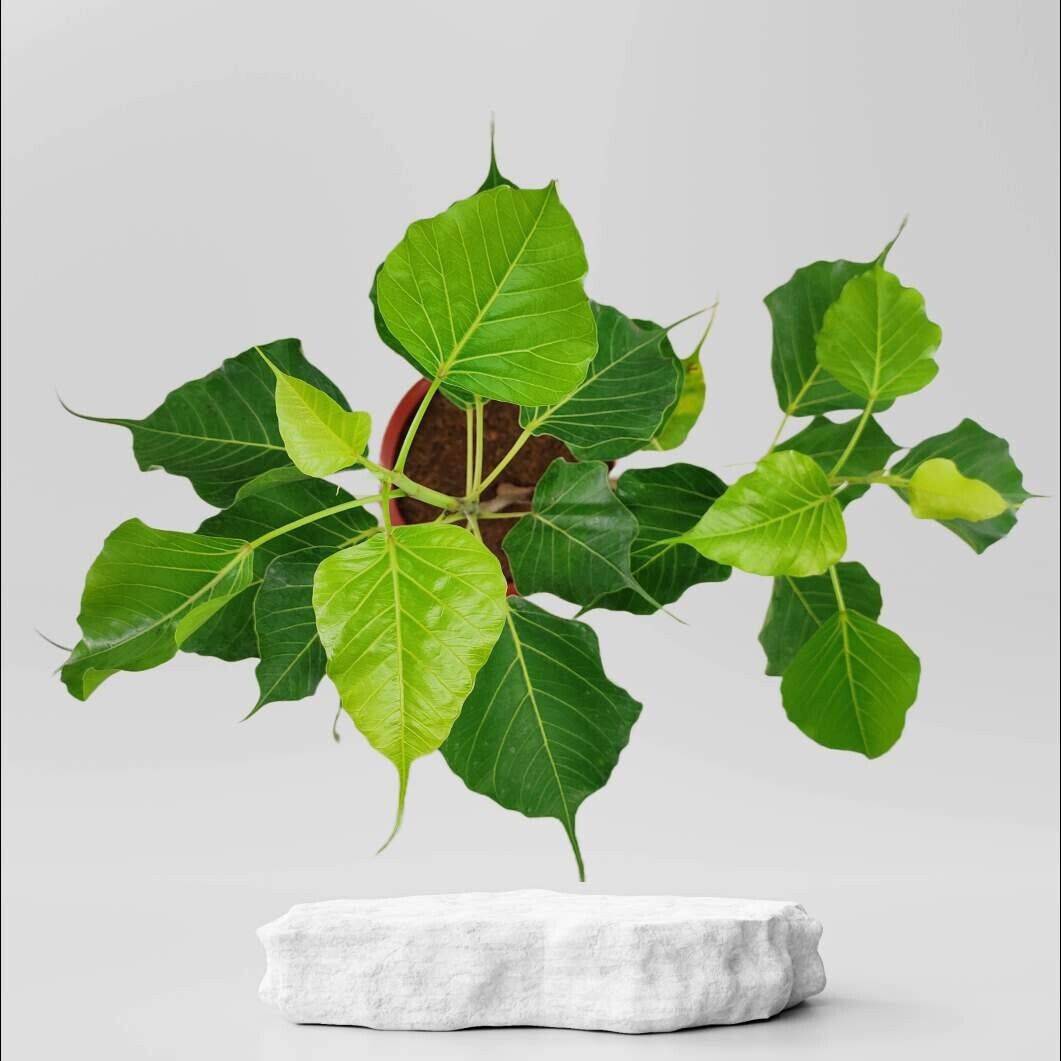 Vbvbvb 500+ Ficus religiosa Seeds , Peepal Seeds, Bodhi tree Seeds , Bonsai ...