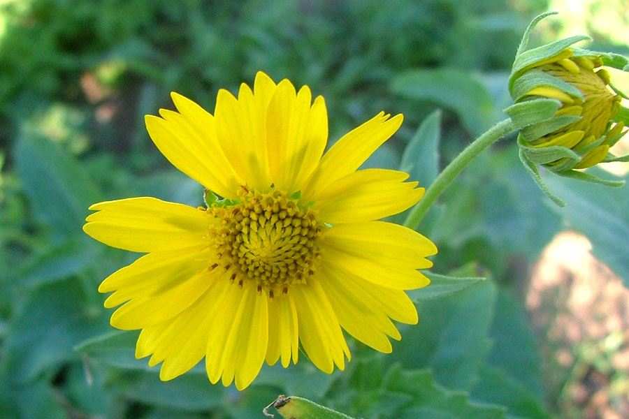 25 Verbesina Encelioides Seeds