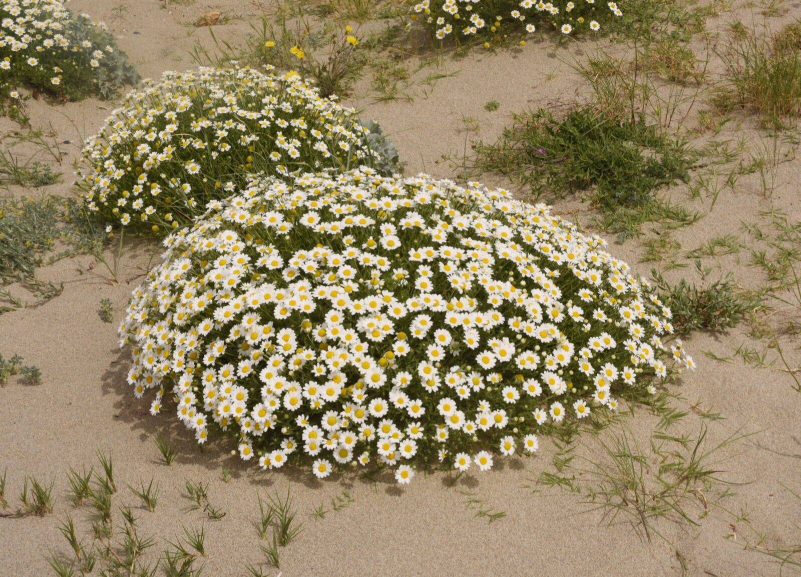 20 Anthemis deserti Seeds, Desert Plant Seeds, Exotic Seeds, Rare Seeds - Seedsforgarden (1999-2024 ) .We Ship Seeds & Live Plants Worldwide 
