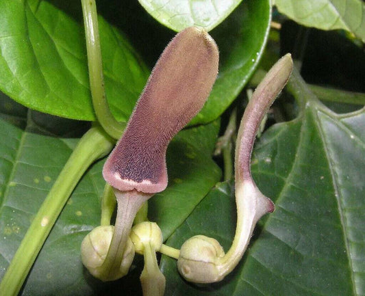 25 Aristolochia tagala Seeds,Dutchman’s Pipe Seeds ,Aristolochia acuminata Seeds - Seedsforgarden (1999-2024 ) .We Ship Seeds & Live Plants Worldwide 