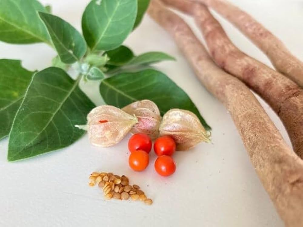 1 kg Ashwagandha Seeds (Withania somnifera) –  Indian Ginseng Seeds with Phytosanitary Certificate