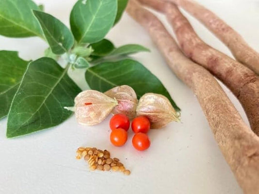 1 kg Ashwagandha Seeds (Withania somnifera) –  Indian Ginseng Seeds with Phytosanitary Certificate