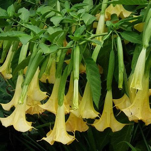 25 Brugmansia suaveolens Seeds, Yellow Angel Trumpet Flower Seeds, Exotic Shrub Seeds - Seedsforgarden (1999-2024 ) .We Ship Seeds & Live Plants Worldwide 