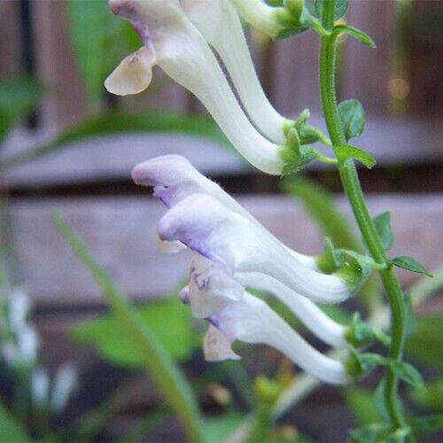 10 Scutellaria tournefortii Seeds, Skullcap Flower Seeds - Seedsforgarden (1999-2024 ) .We Ship Seeds & Live Plants Worldwide 