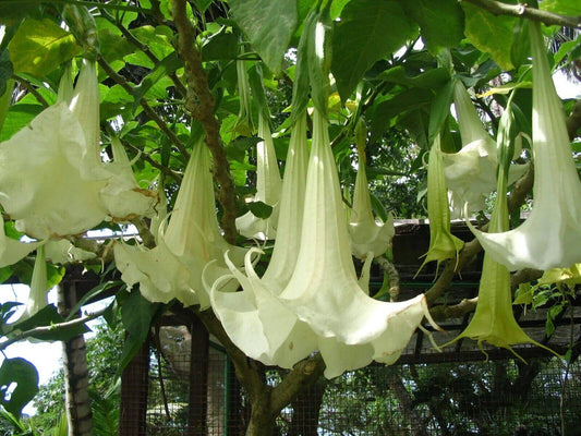 20 Brugmansia candida Seeds ,White Angel's Trumpet Seeds., White Angel Flower Seeds - Seedsforgarden (1999-2024 ) .We Ship Seeds & Live Plants Worldwide 