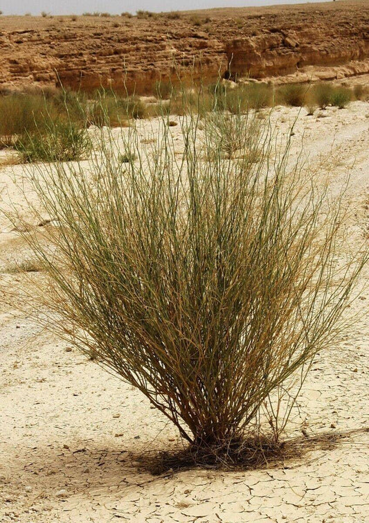 20 Deverra triradiata  Seeds, Aromatic perennial shrub sEEDS, Exotic Shrub Seeds - Seedsforgarden (1999-2024 ) .We Ship Seeds & Live Plants Worldwide 