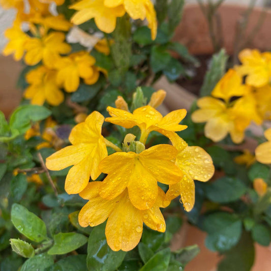 5 Yellow Crossandra infundibuliformis Plants. Yellow Firecracker Plant ,  With Phytosanitary certificate - Seedsforgarden (1999-2024 ) .We Ship Seeds & Live Plants Worldwide 