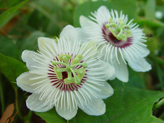 20 Passiflora foetida Seeds,Wild Water Lemon ,Running Pop, Wild Water Lemon Seed - Seedsforgarden (1999-2024 ) .We Ship Seeds & Live Plants Worldwide 