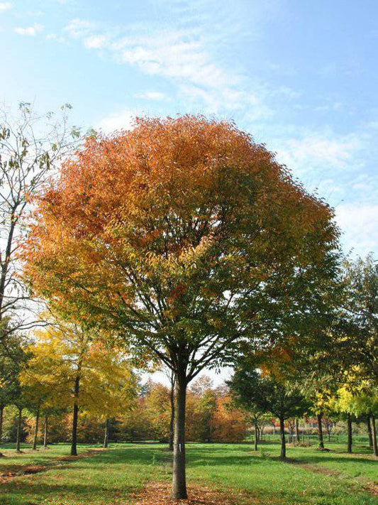 Zelkova serrata seeds, Japanese zelkova Seeds , - Seedsforgarden (1999-2024 ) .We Ship Seeds & Live Plants Worldwide 