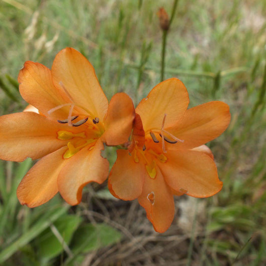 5 Tritonia Orange Bulbs ,Tritonia crocata Bulbs,Mossel Bay tritonia Bulbs, - Seedsforgarden (1999-2024 ) .We Ship Seeds & Live Plants Worldwide 