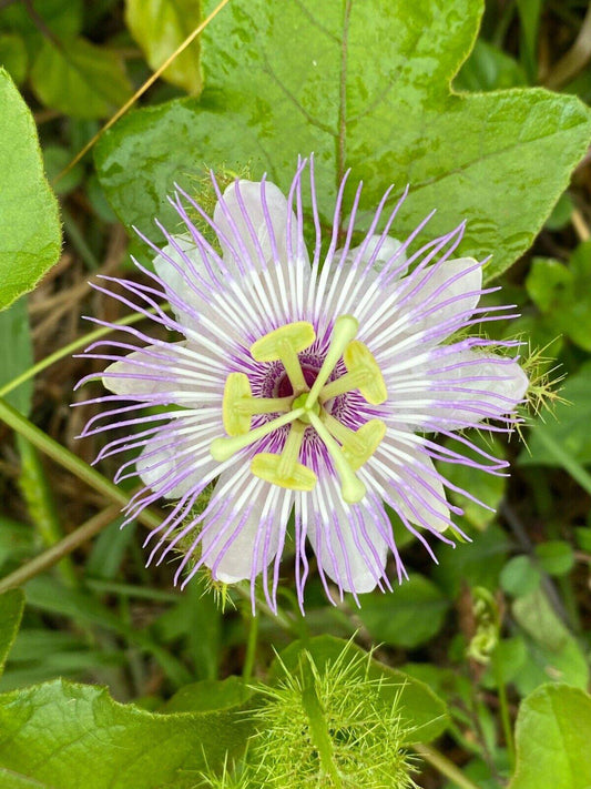 25 Passiflora ciliata Seeds, Fringed Passion  flower Seeds,Exotic Passion Flower - Seedsforgarden (1999-2024 ) .We Ship Seeds & Live Plants Worldwide 