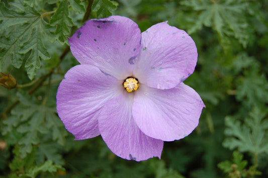 5 Alyogyne huegelii Seeds , Blue Hibiscus Seeds,  Blue Hibiscus Flower Seeds - Seedsforgarden (1999-2024 ) .We Ship Seeds & Live Plants Worldwide 