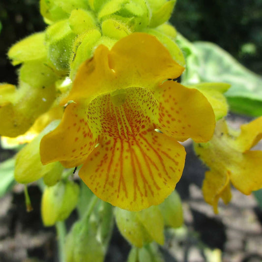 10 Ibicella lutea Seeds, Martynia lutea, Proboscidea lutea Seeds, - Seedsforgarden (1999-2024 ) .We Ship Seeds & Live Plants Worldwide 